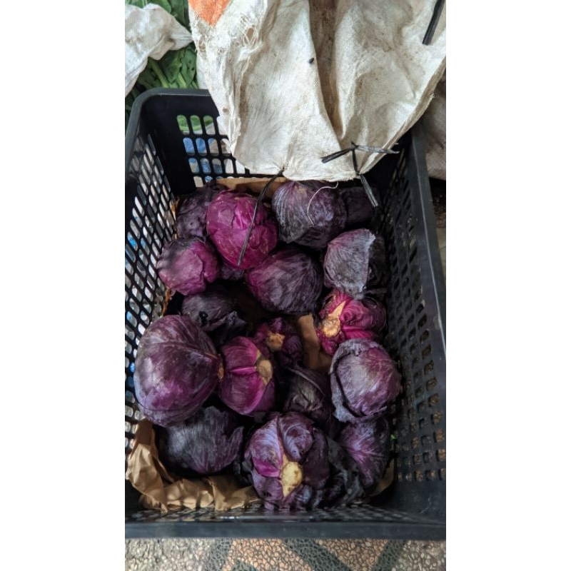 

Kol ungu fresh petik kebun