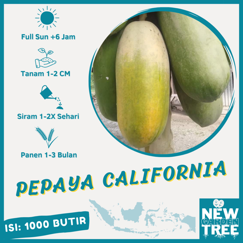 1000 BIJI - BENIH PEPAYA CALIFORNIA ORI SUPER MANIS