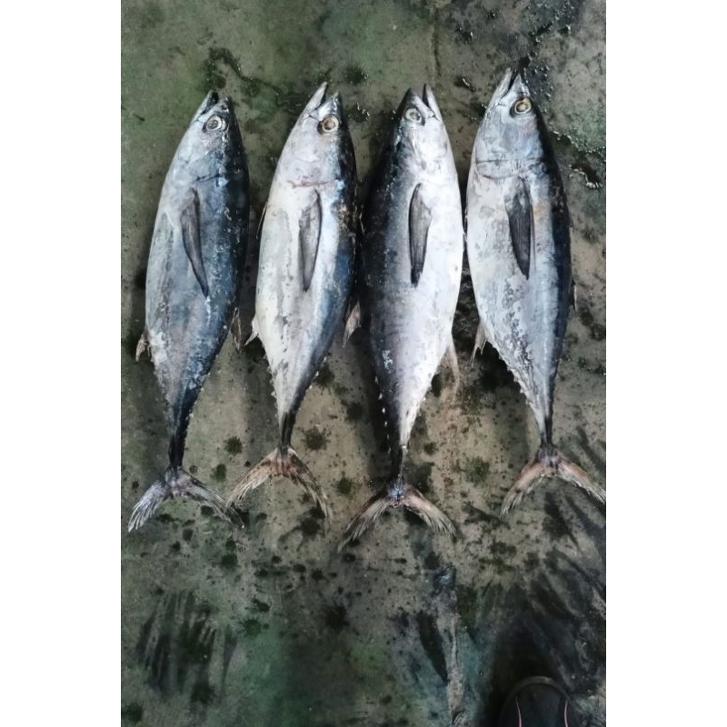 

ikan tongko/abu2/segar
