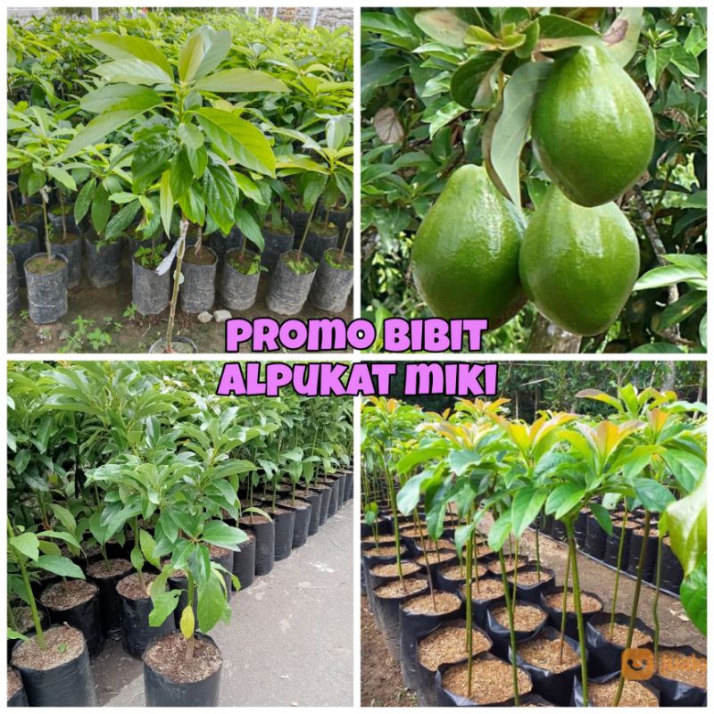 PROMO BIBIT ALPUKAT MIKI ORIGINAL