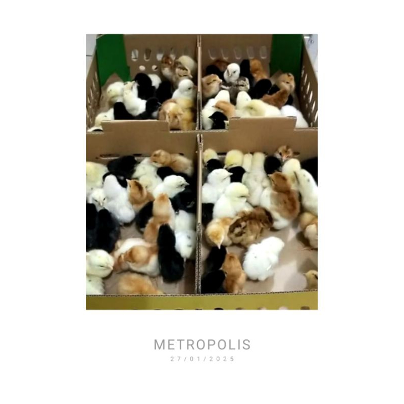 DOC AYAM KAMPUNG ASLI ( AKA )SUDAH DI VAKSIN sudah di vaksin