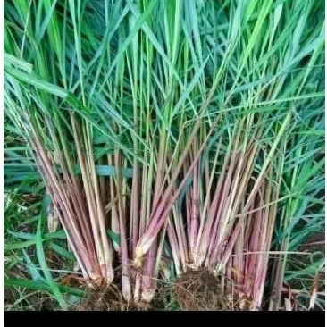 

sereh wangi/sereh merah segar herbal alami 500 gram