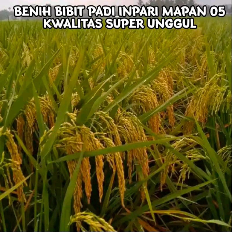 benih padi inpari mapan jumbo P05 5kg