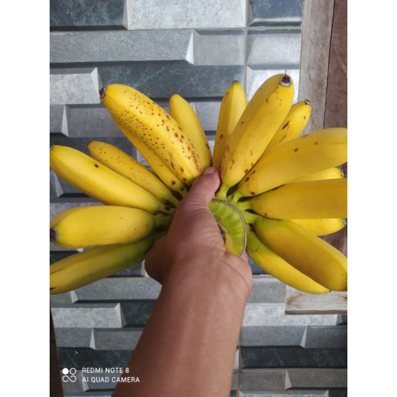 

pisang emas kirana asli//pisang emas asli/ pisang emas kirana/ pisang emas 1 sisir utuh