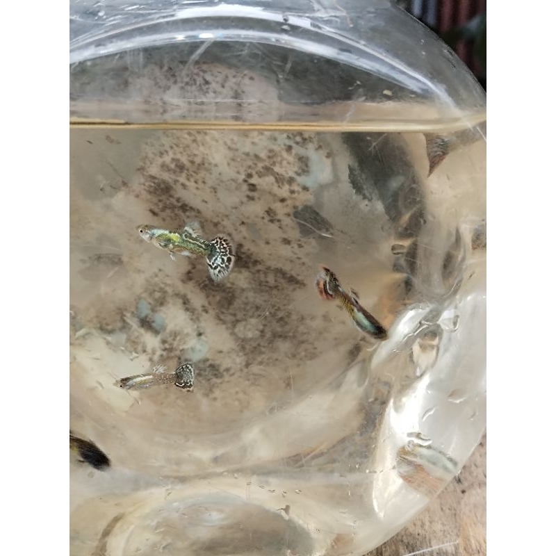 Hiasan Aquarium Guppy Platinum Yellow Tiger