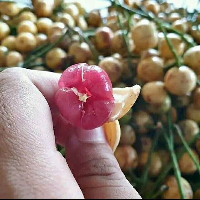 

Buah pundung/Menteng merah/putih, buah langka eksotik, kepundung, mundung merah/putih 1Kg