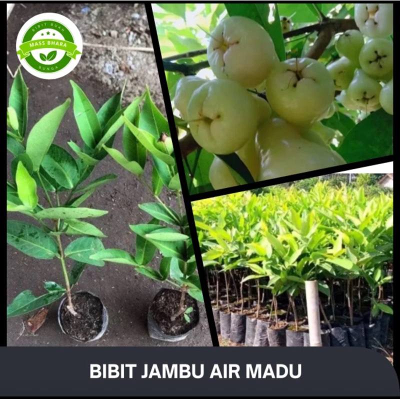 JAMBU AIR MADU