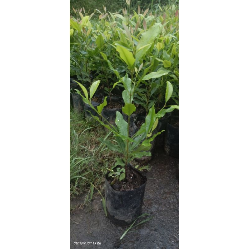 BIBIT CENGKEH ZANZIBAR