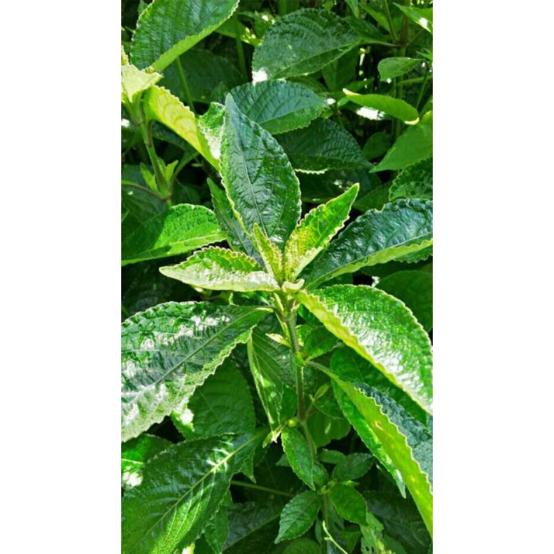 

jual daun keji beling 500g