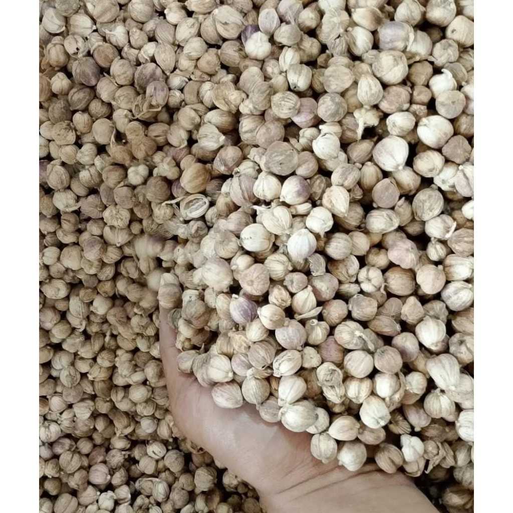 

kapulaga kering 1kg kapolaga organik sudah di cuci bersih