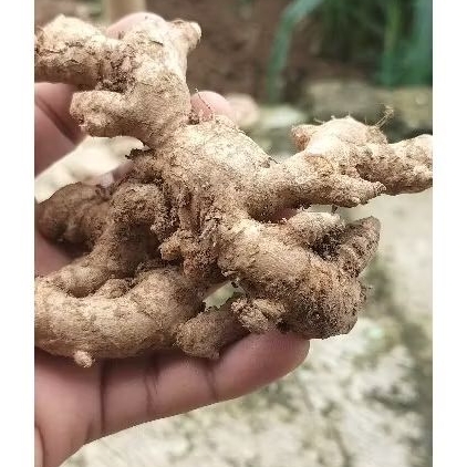 

✅JAHE SEGAR BUMBU DAPUR 100 gram ✅