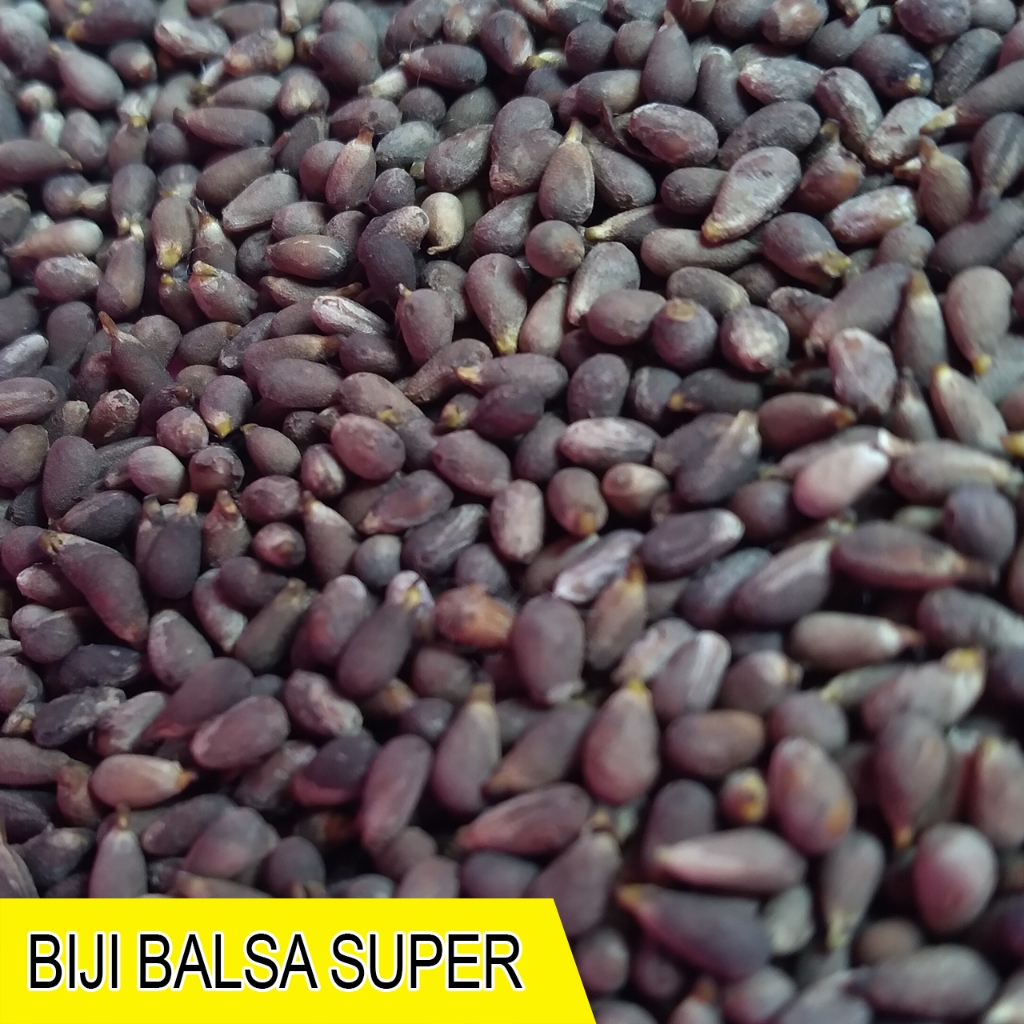 TERMURAH 1 KG BIJI BALSA JAWA / BIJI BALSA PUTIH MINIM KOPONG