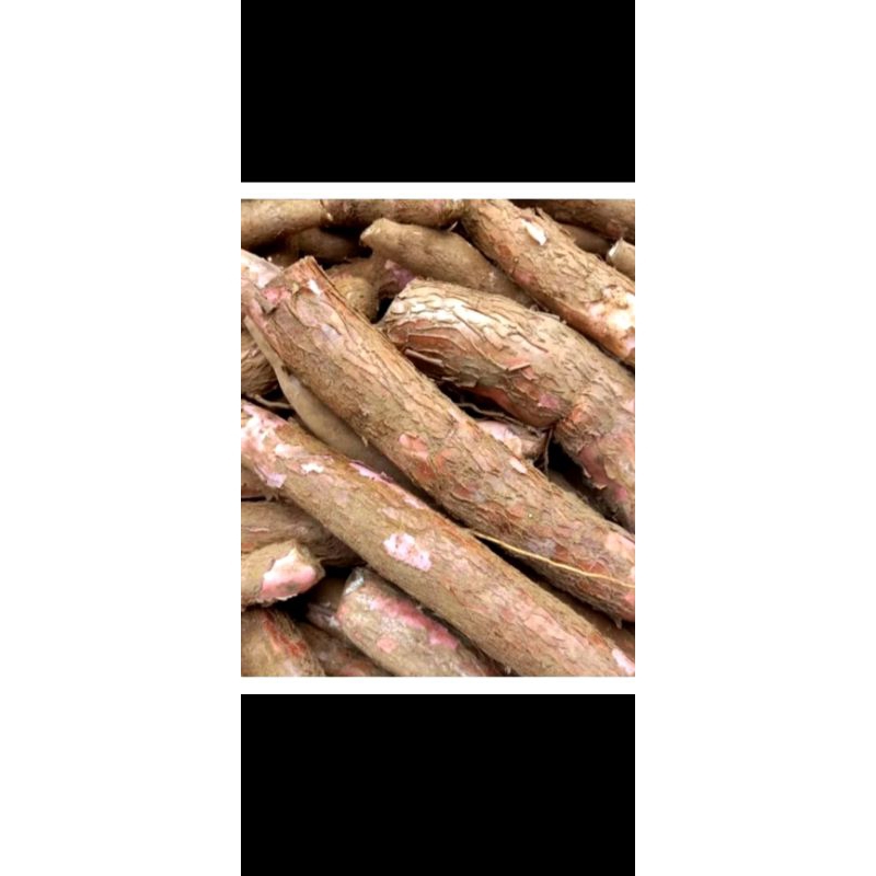 

singkong fresh dari sawah