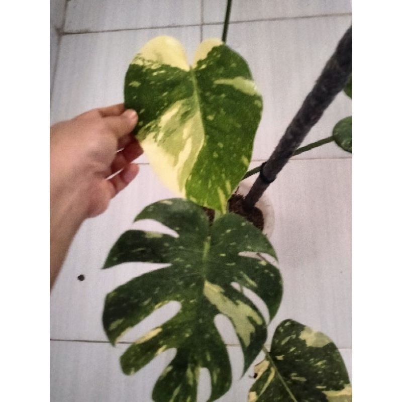 Monstera thai constellation