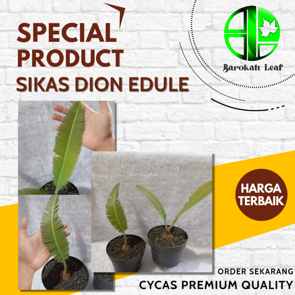 Tanaman Hias Sikas Dion Edule Kualitas Premium Realpict Jaminan Kualitas Bagus Harga Sangat Terjangk