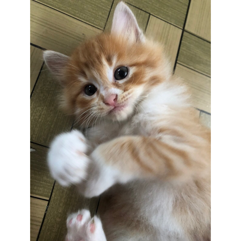 Vitamin Kucing Pororo Pet Oil