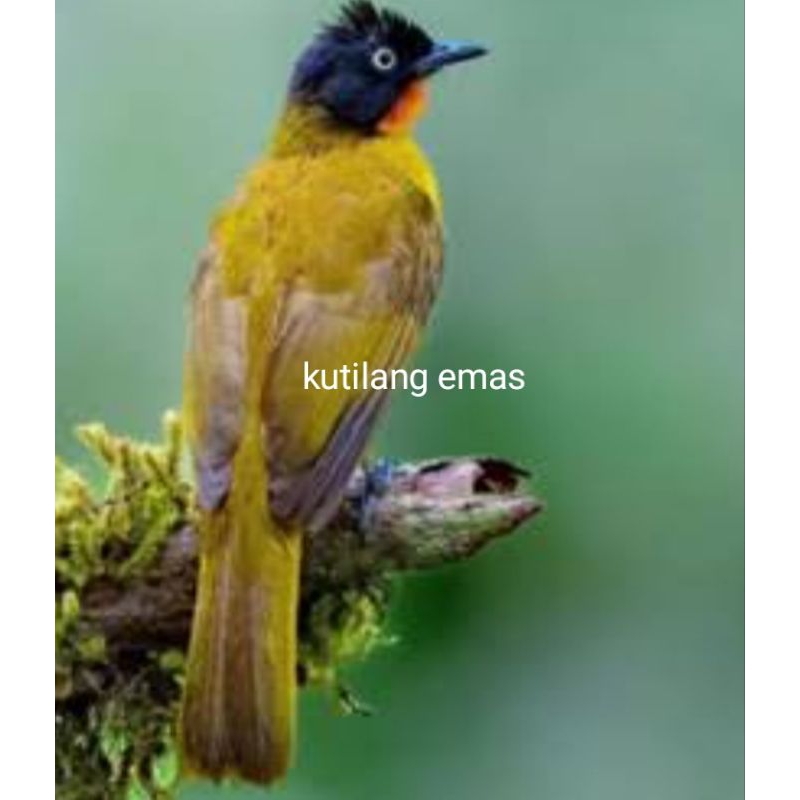 Kutilang Emas Kuning