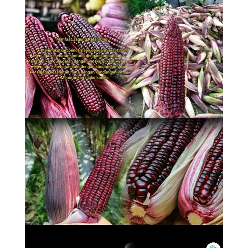 

Jagung Ketan, Jagung Ungu Dhasgun