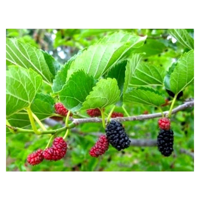 

Daun Murbei Segar 20 Lembar