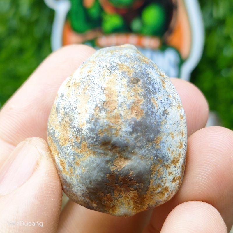 

MUNCANG ADU JAWA MURAH JENIS PANJANGAN 6RB AN/BIJI. SIZE MEDIUM