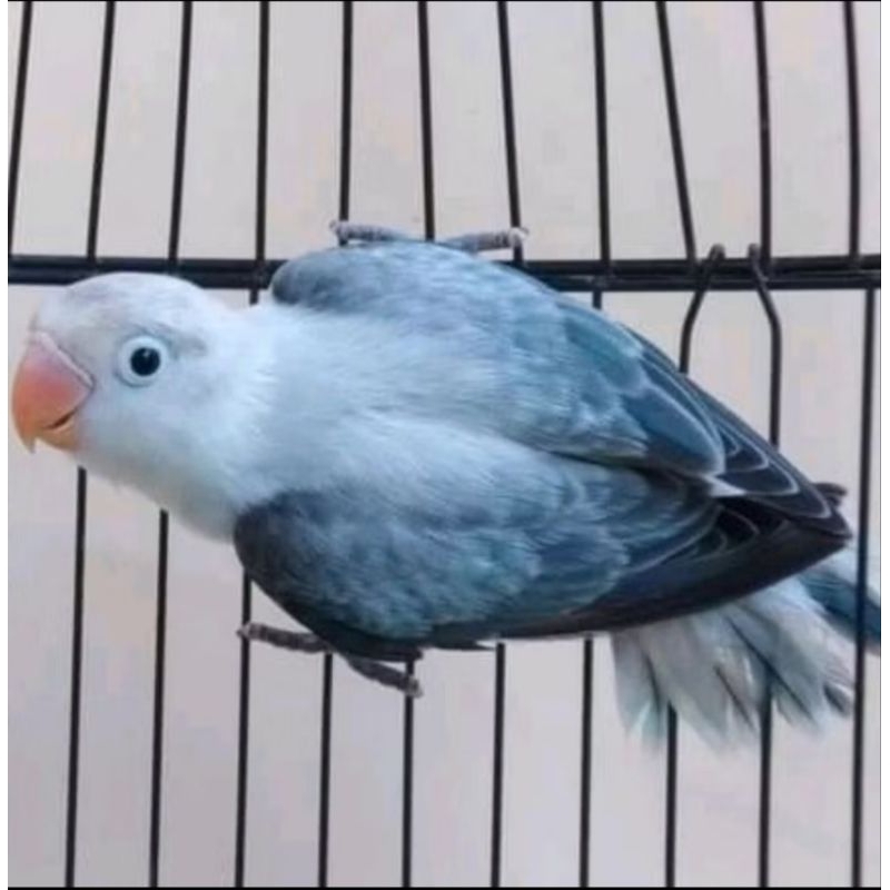 BURUNG LOVEBIRD BIOLA EUWING BLuE RAWATAN.