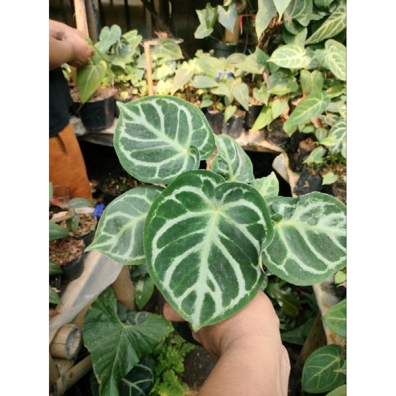 tanaman hias anthurium dorayaki jenis kuping gajah