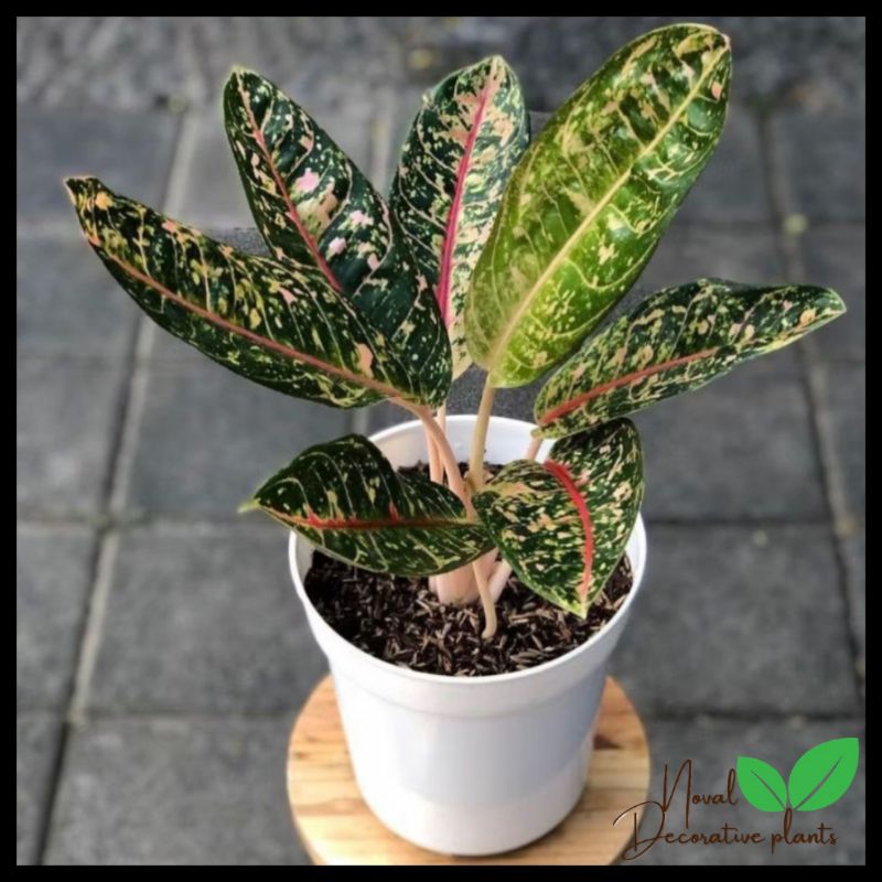 Tanaman hias aglonema donacarmen - aglonema mutasi - donacarmen