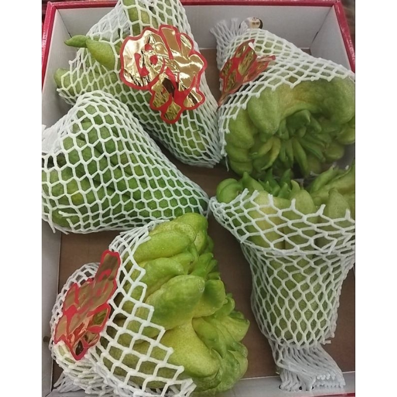 

Jeruk Hand Budha | Jeruk Sembayang Jari Jumbo Per Pcs