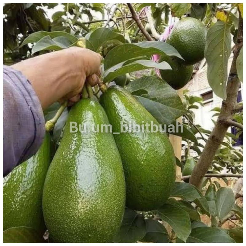 bibit tanaman alpukat lilin Singkawang