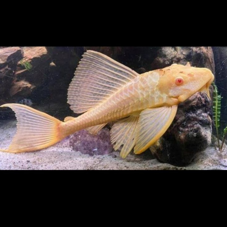Ikan Sapu Kaca Mentega Sapu Kaca Albino Gibiceps 6 cm