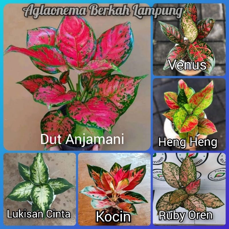Paket 6 jenis AGLONEMA Cantik dan Murah