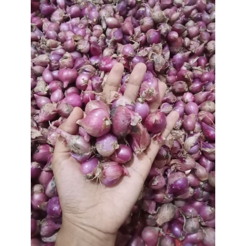 

bawang merah tanggung gede