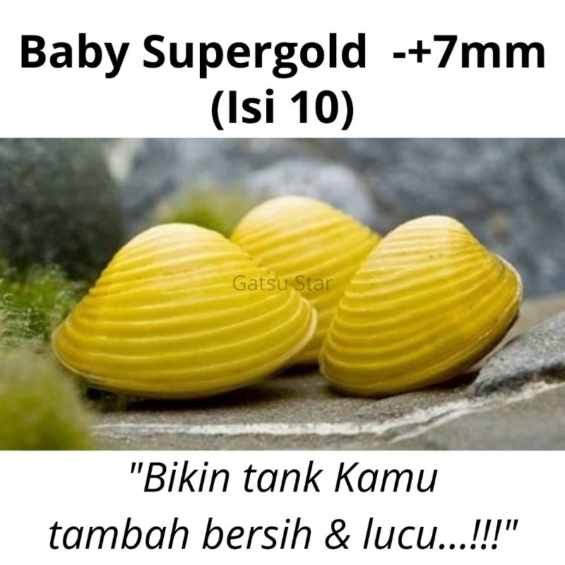 Termurah Baby Supergold 10 ekor Kerang Filter Aquarium Aquascape 7mm,  hidup