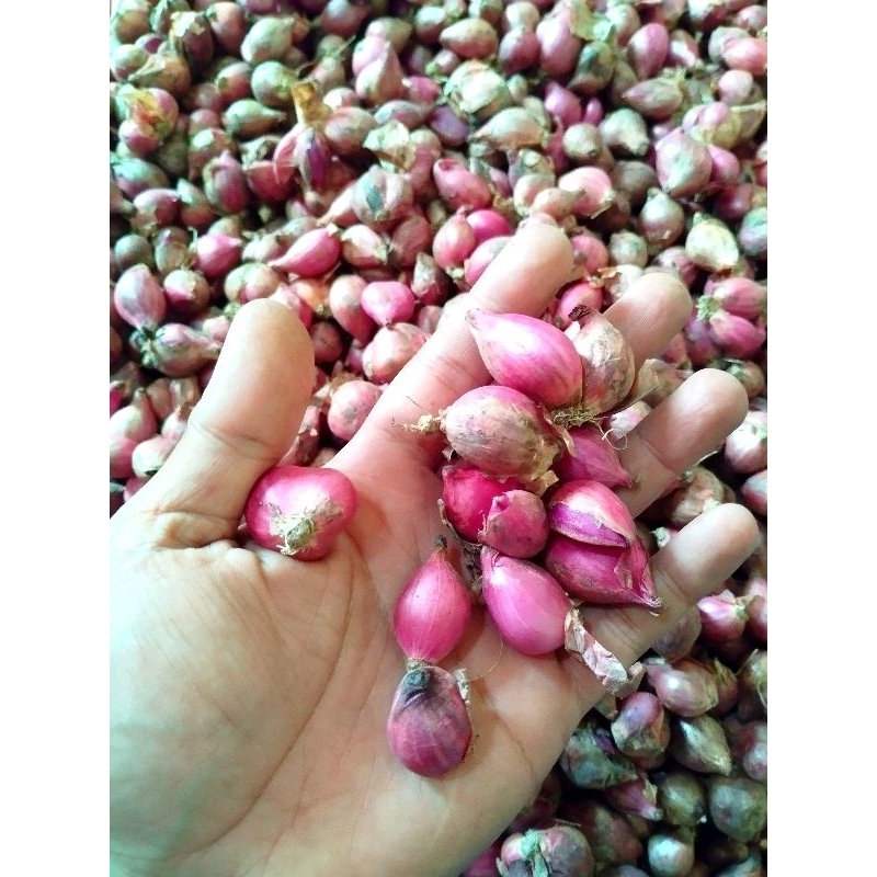 

Bawang Merah tanggung Termurah 1kg
