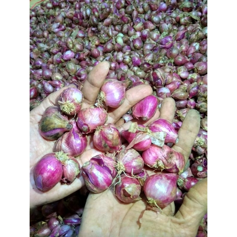 

Bawang Merah Tanggung Besar