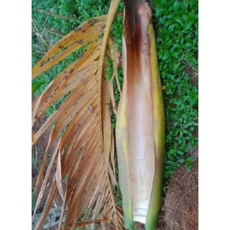 

pelapah pohon pinang upih