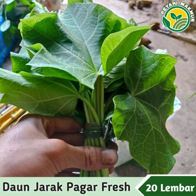 

Daun Jarak Pagar Fresh 20 lembar / Daun Jarak Herbal