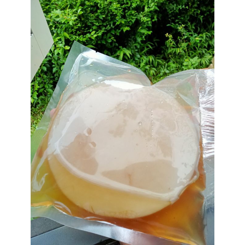 

Bibit Scoby Kombucha + starter 250ml