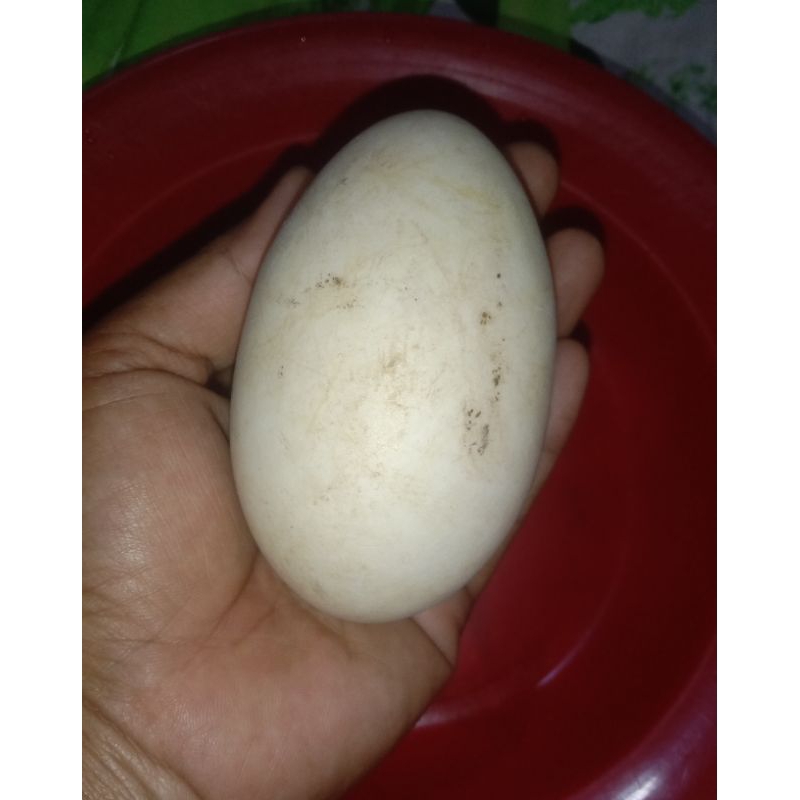

telur angsa busuk/kopyor