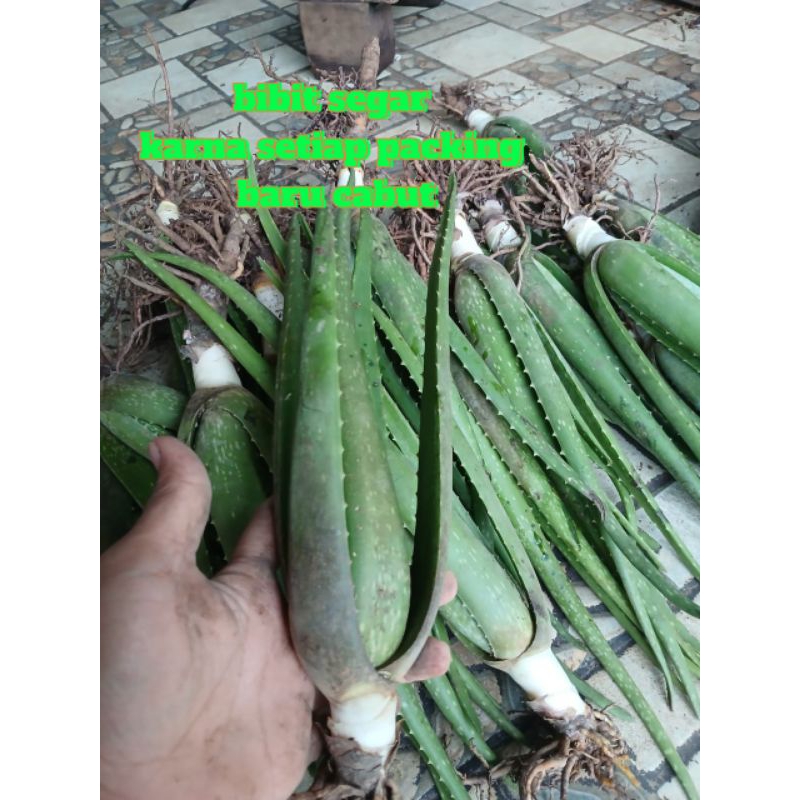 BIBIT LIDAH BUAYA BARBADENSIS