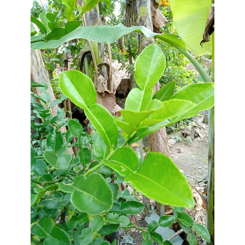 

Daun jeruk