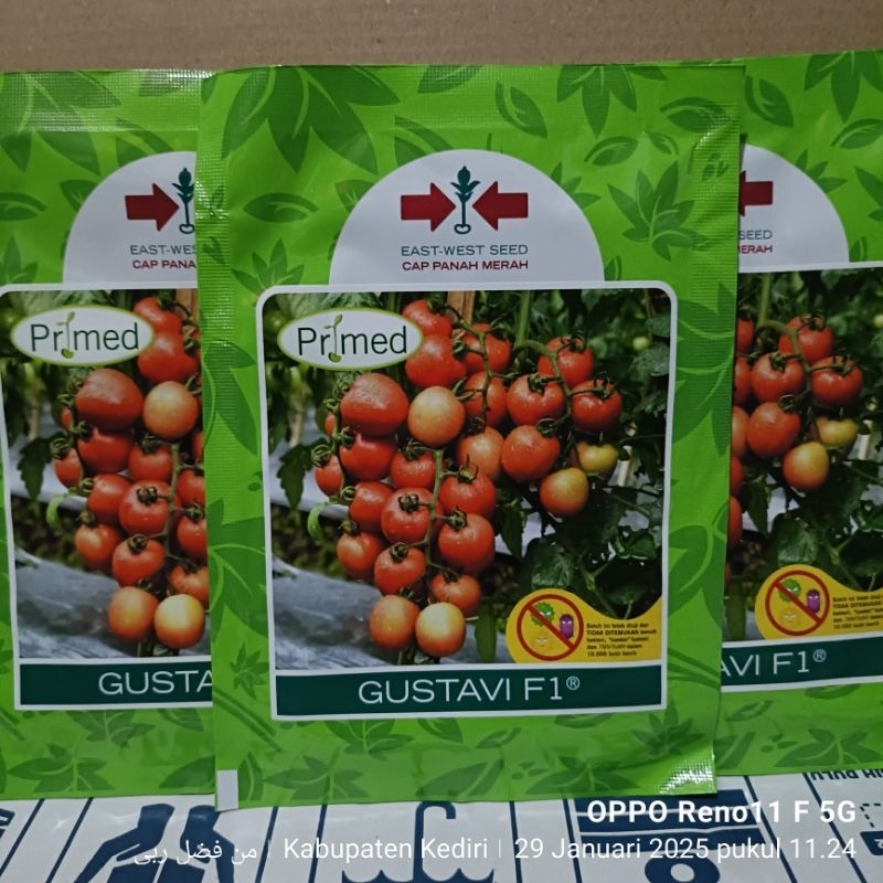 benih tomat GUSTAVI PRIMED F1+  GUSTAVI F1 kemasan  1750 butir