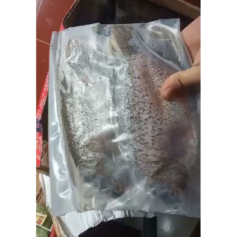 

IKAN GURAME mentah | ikan Gurame 2 ekor