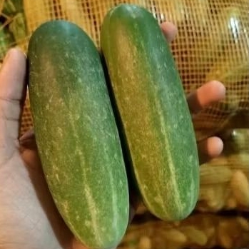 

timun lalapan fresh 500 gram