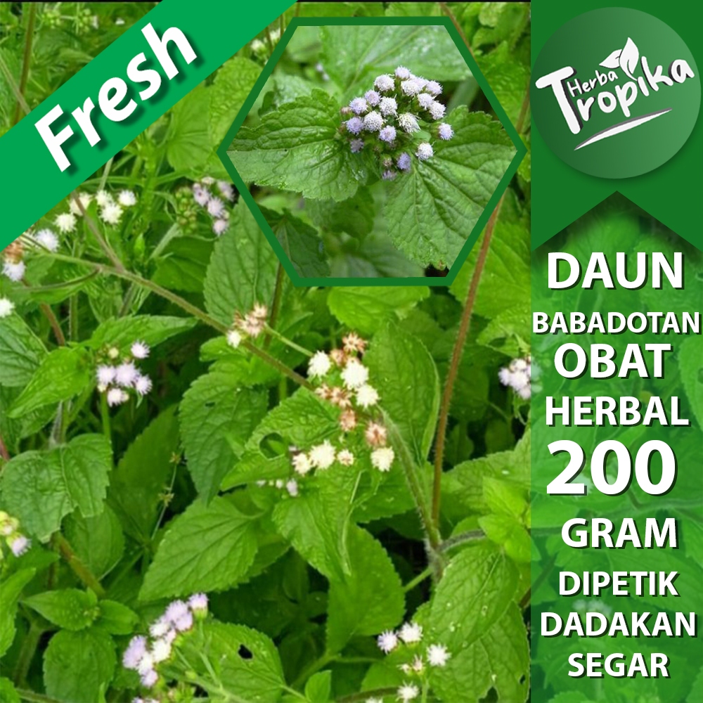 

Daun babadotan segar 200 gram herbal alami herba tropika