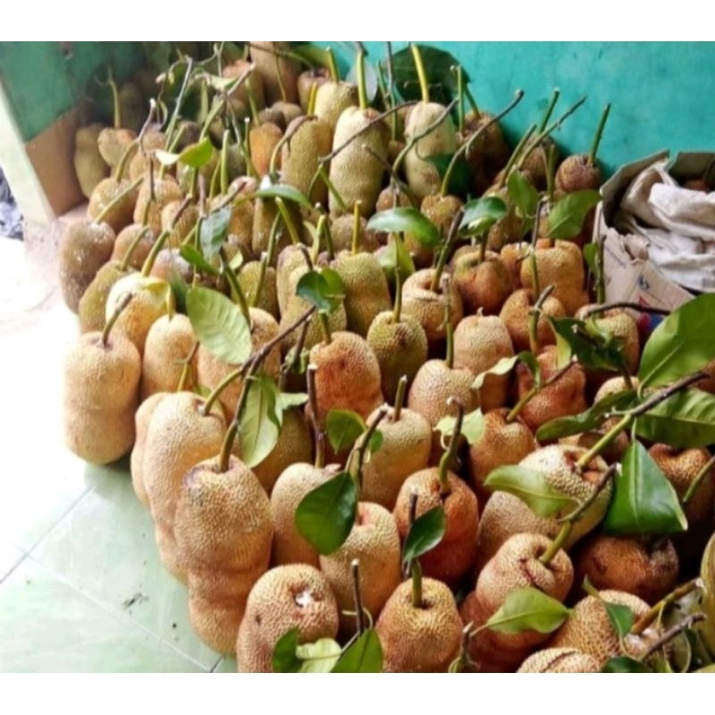 

BUAH CIMPEDAK MANIS POL 1 PCS