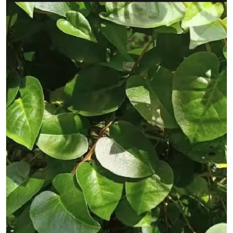 

DAUN BINAHONG SEGAR