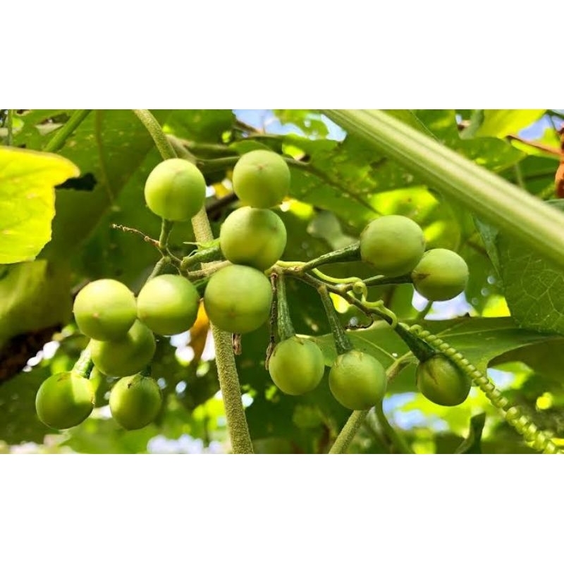 

rimbang takokak 250 gr