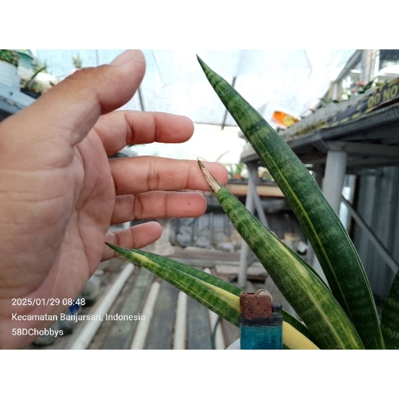 sansevieria Marsha anjani varigata