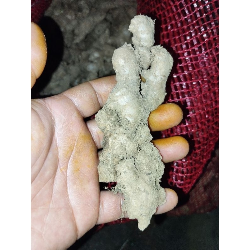 

jahe emprit segar